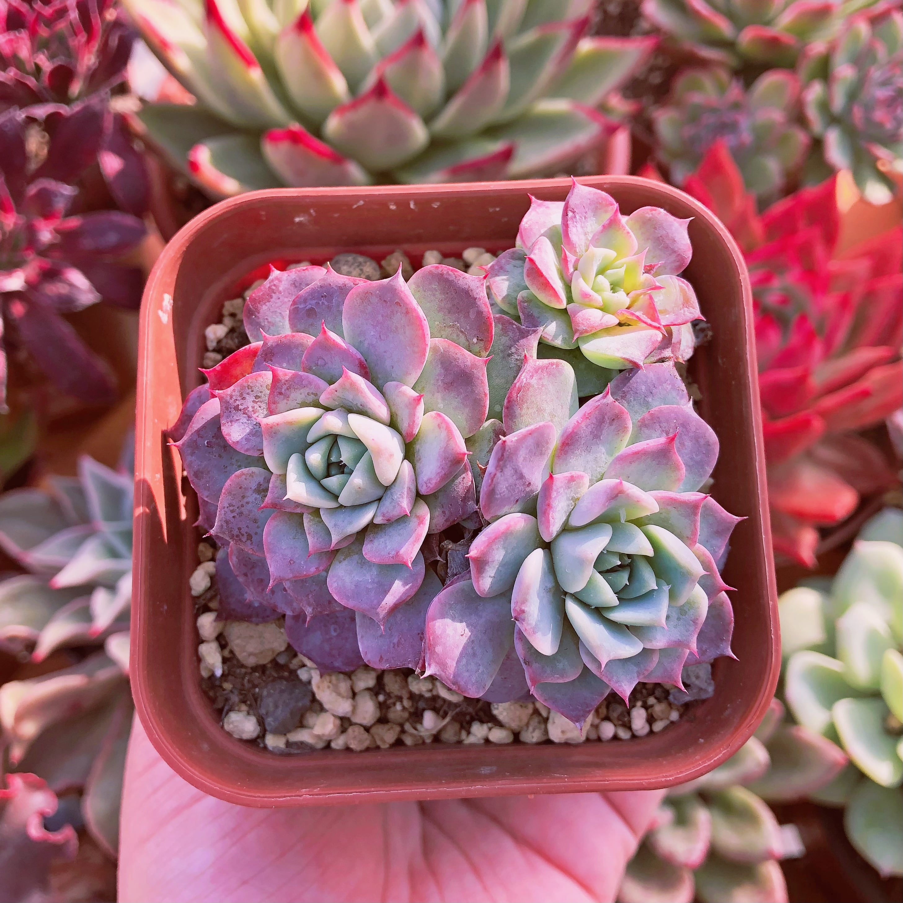 多肉植物　沙羅姫牡丹sp 群生