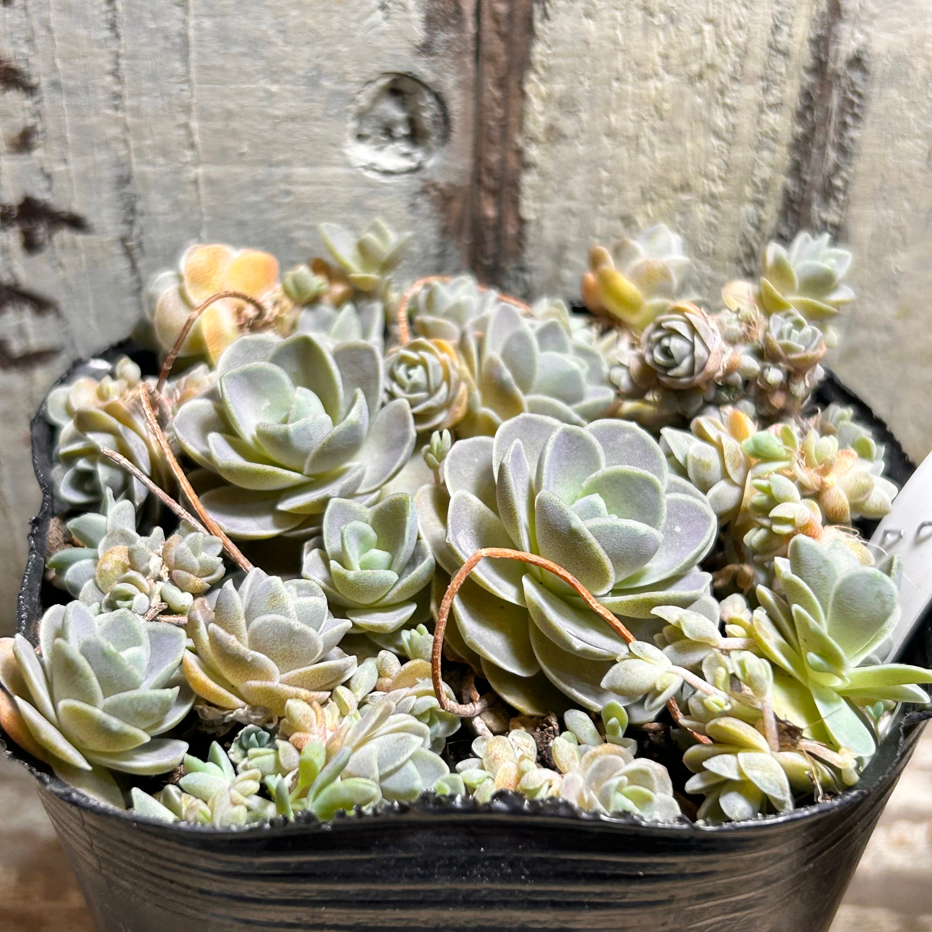 子持ち蓮華 | RuPo 多肉植物専門店