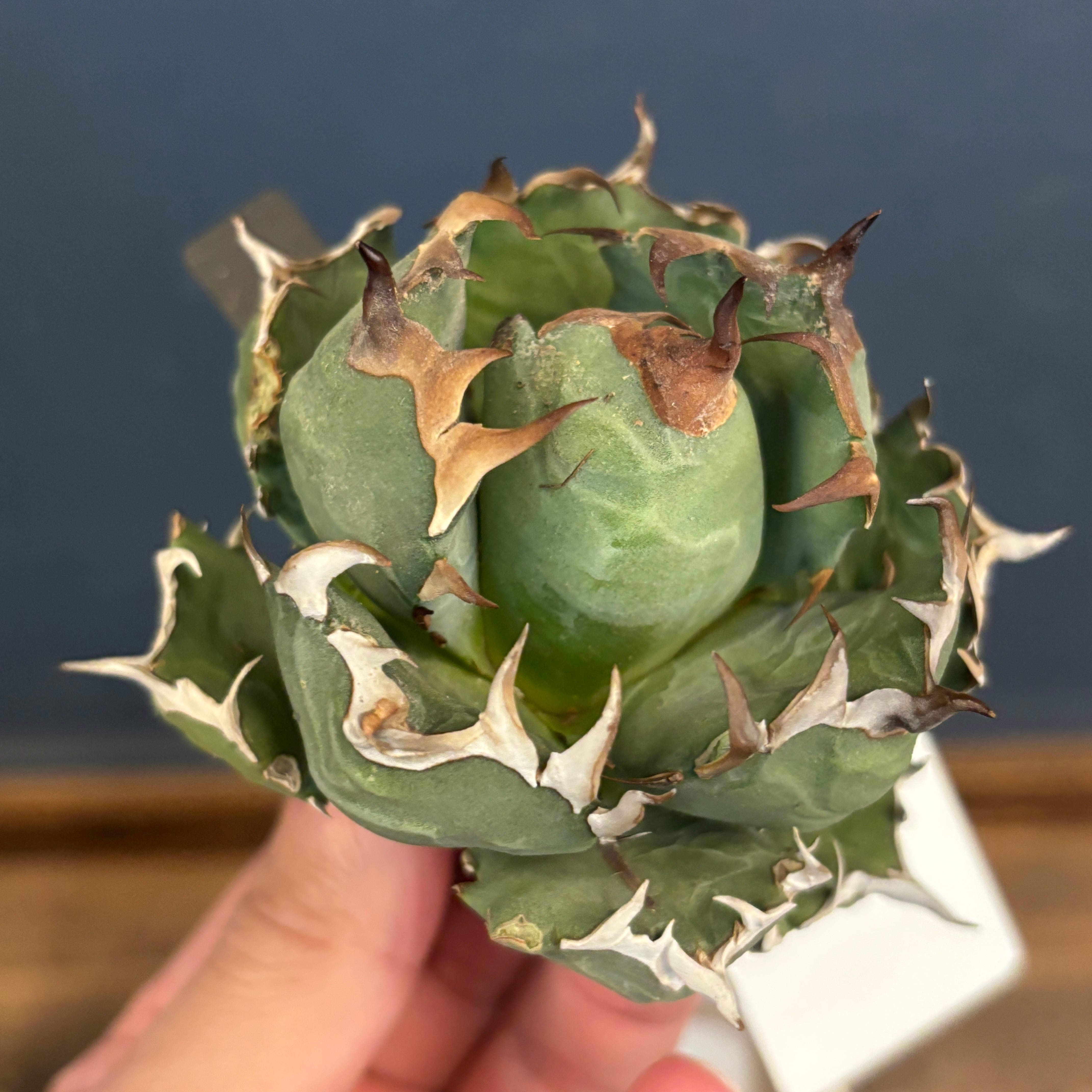 アガベ チタノタ ドワーフ【623】 | PROTOLEAF プロトリーフ