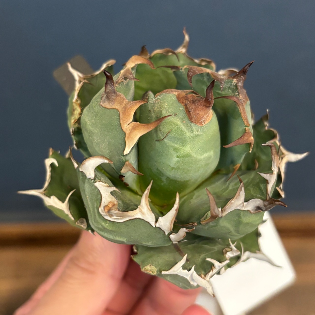 アガベ チタノタ ドワーフ【623】