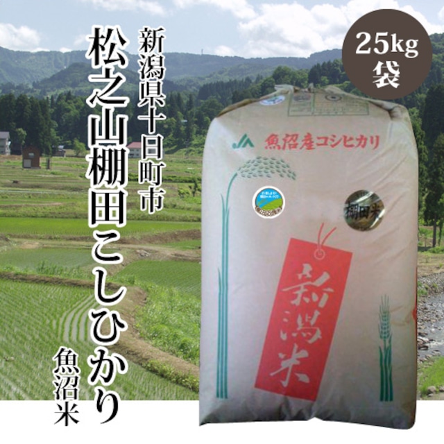 【令和5年産】新潟県十日町市松之山こしひかり【魚沼産一等米】（白米／玄米 25kg）