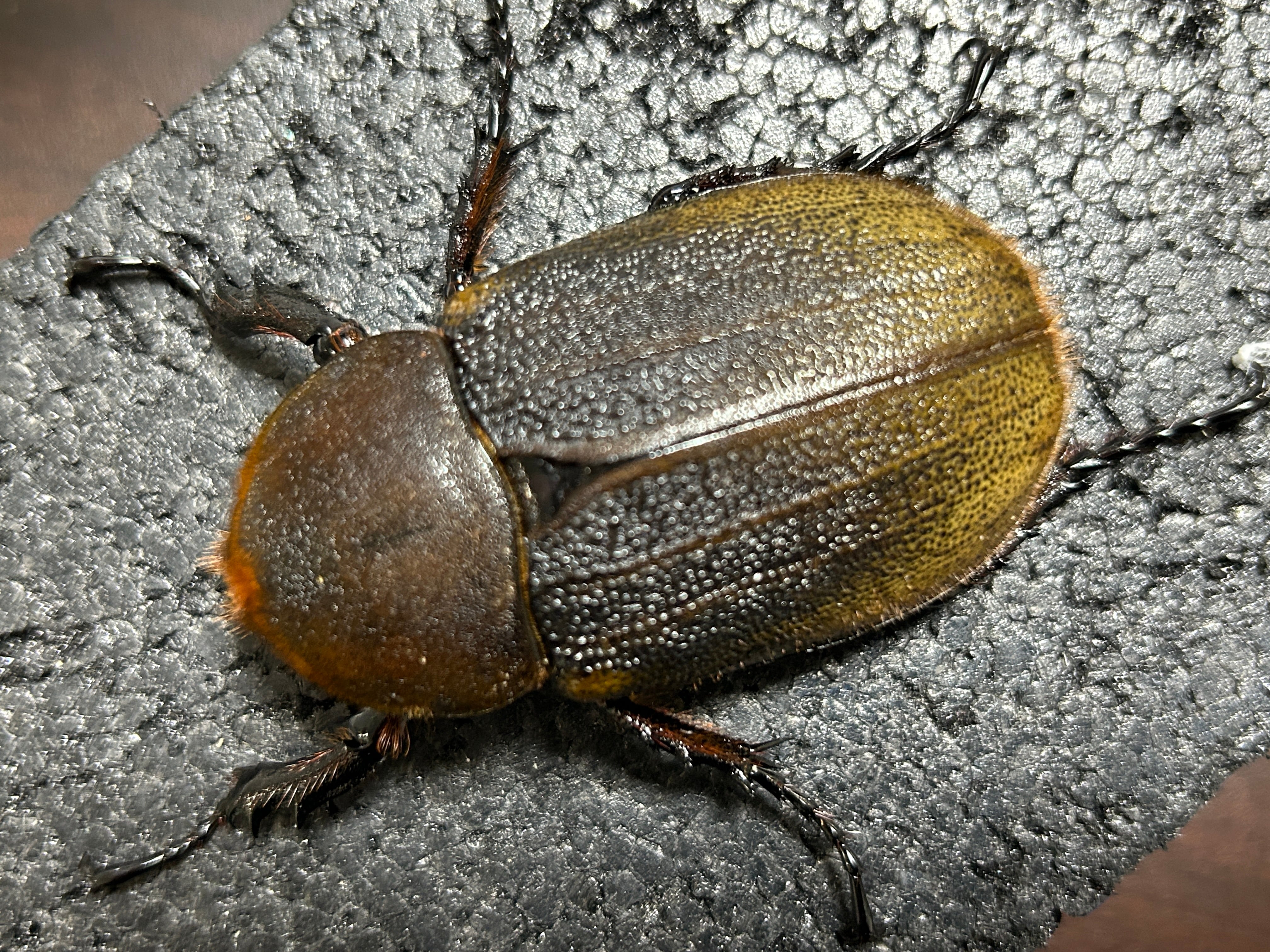 アートオブヘラクレス