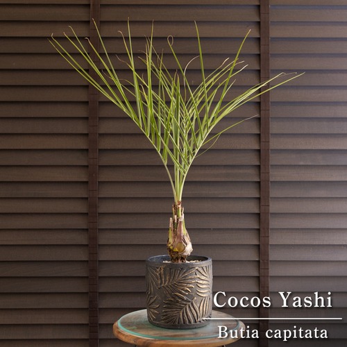 ココスヤシ 根上り 5号 陶器鉢 観葉植物 庭木 ドライガーデン 0725BK
