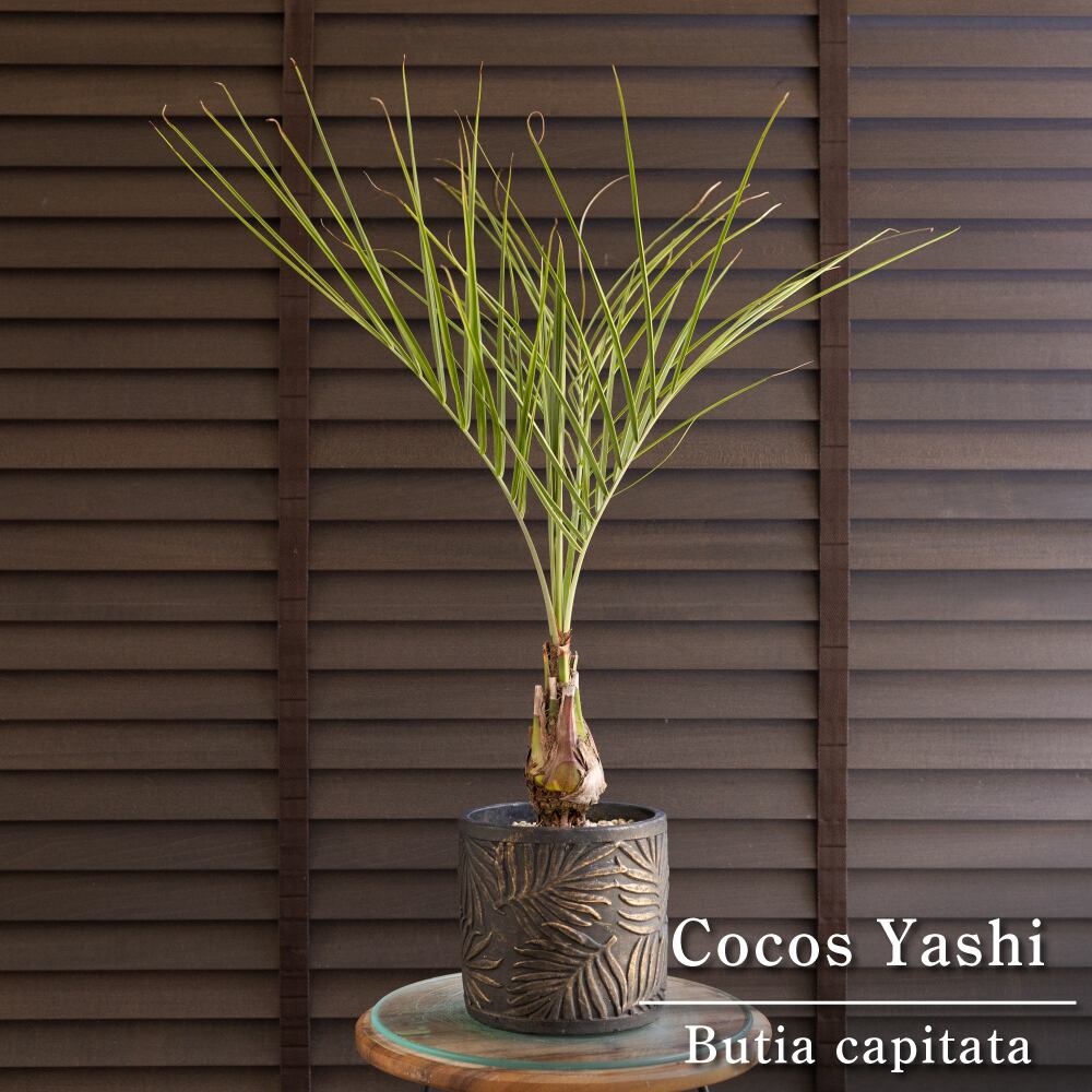 ココスヤシ 根上り 5号 陶器鉢 観葉植物 庭木 ドライガーデン 0725BK