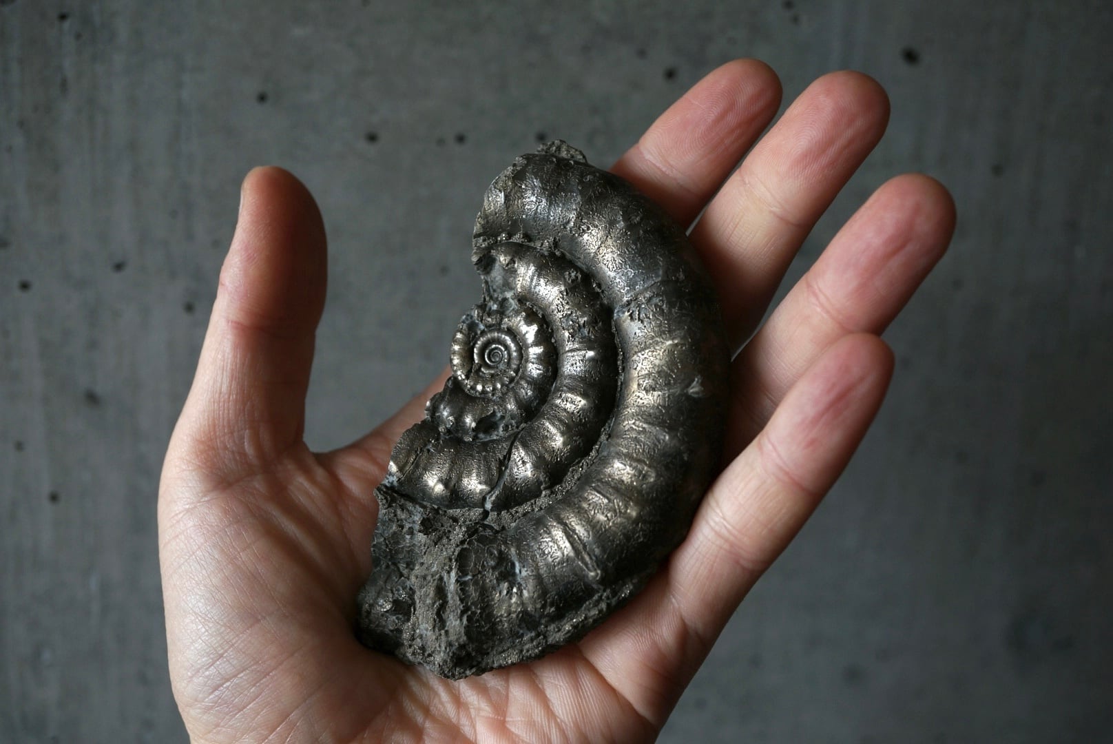 イギリス産黄鉄鉱化アンモナイト Pyritized Ammonite 1895 | 叙景 jokei