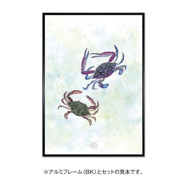 【海のいきものアートポスター／無脊椎動物】タイワンガザミ