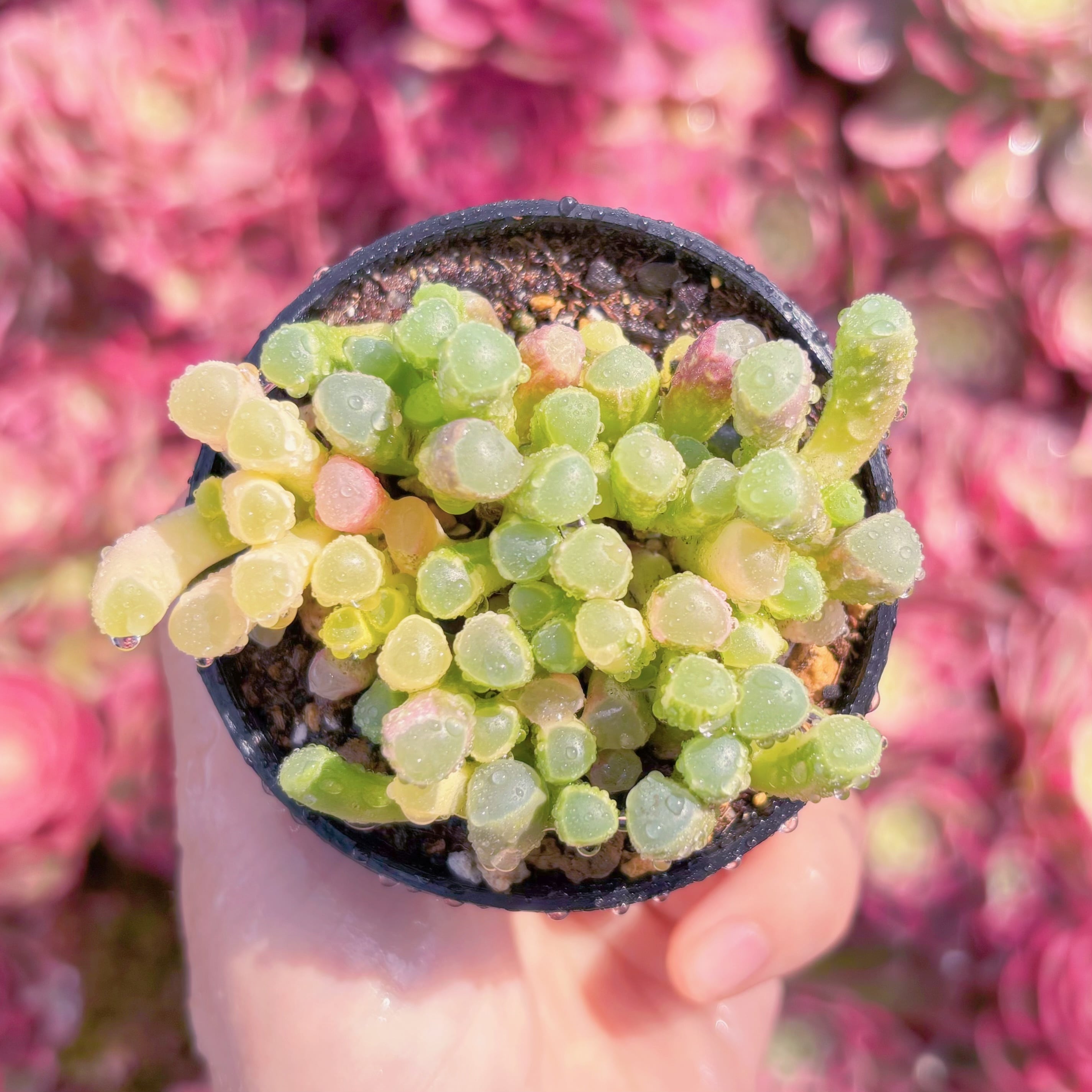 現品　五十鈴玉錦#K432　群生　美苗　希少　新入荷　るる農園