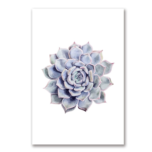 エケベリア ポストカード【6枚セット】/ Echeveria Postcard set