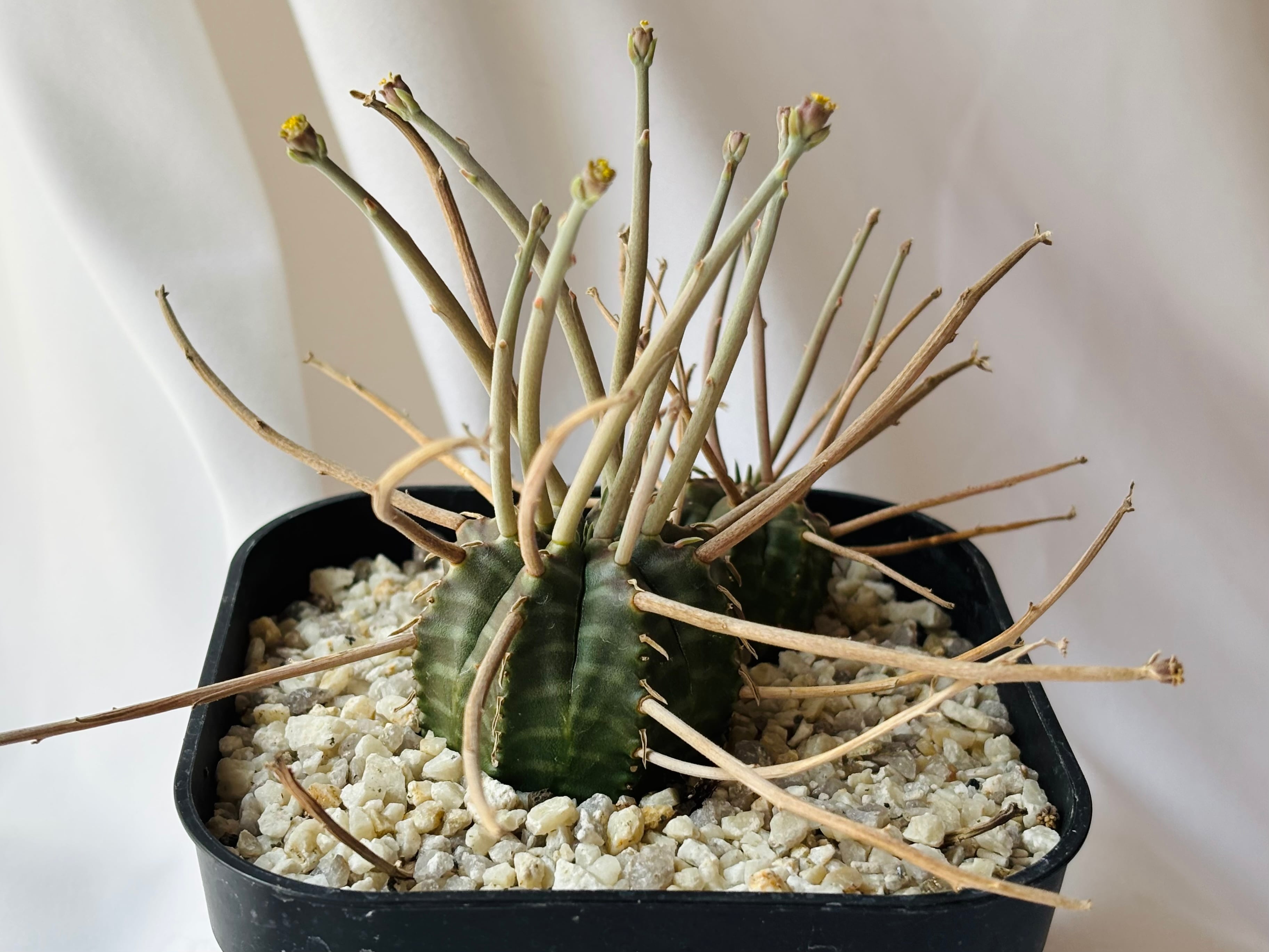 Euphorbia valida ユーフォルビア スーパーバリダ 多肉植物 | plants