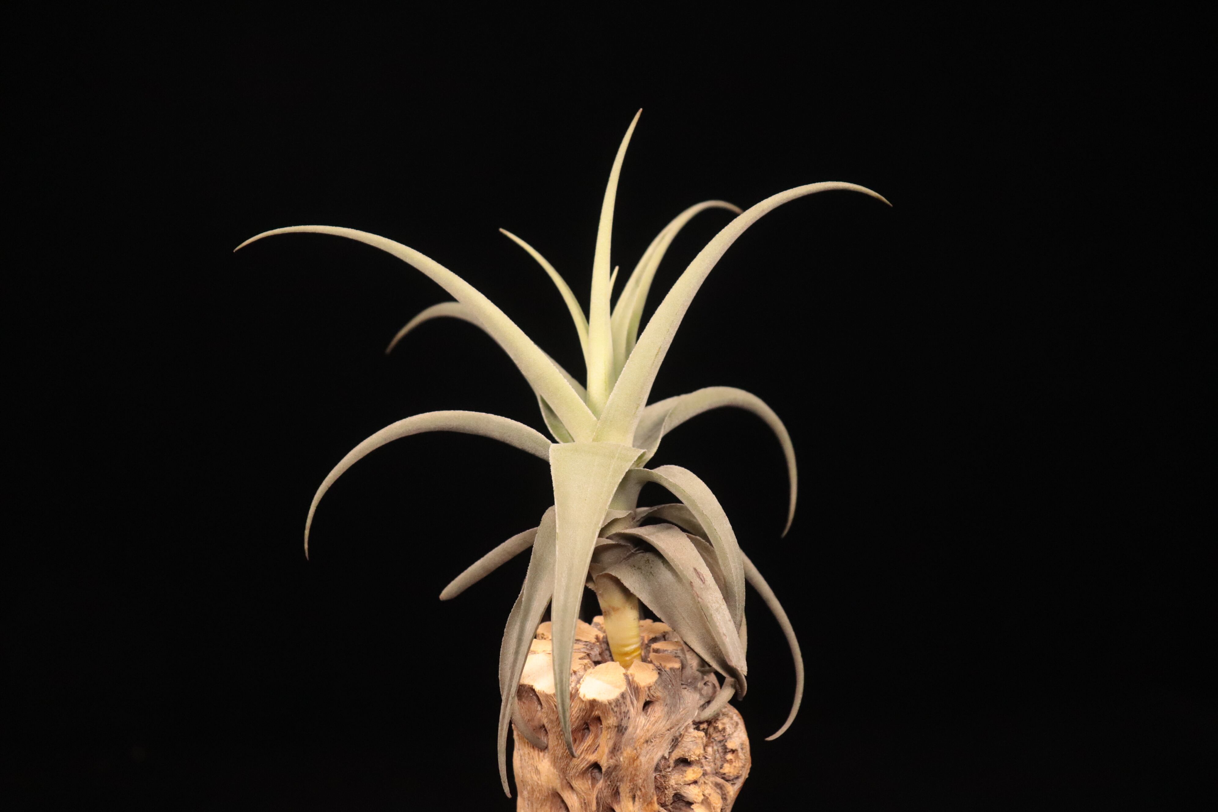 送料無料】streptocarpa 'Fat Boy'〔エアプランツ〕現品発送T5379