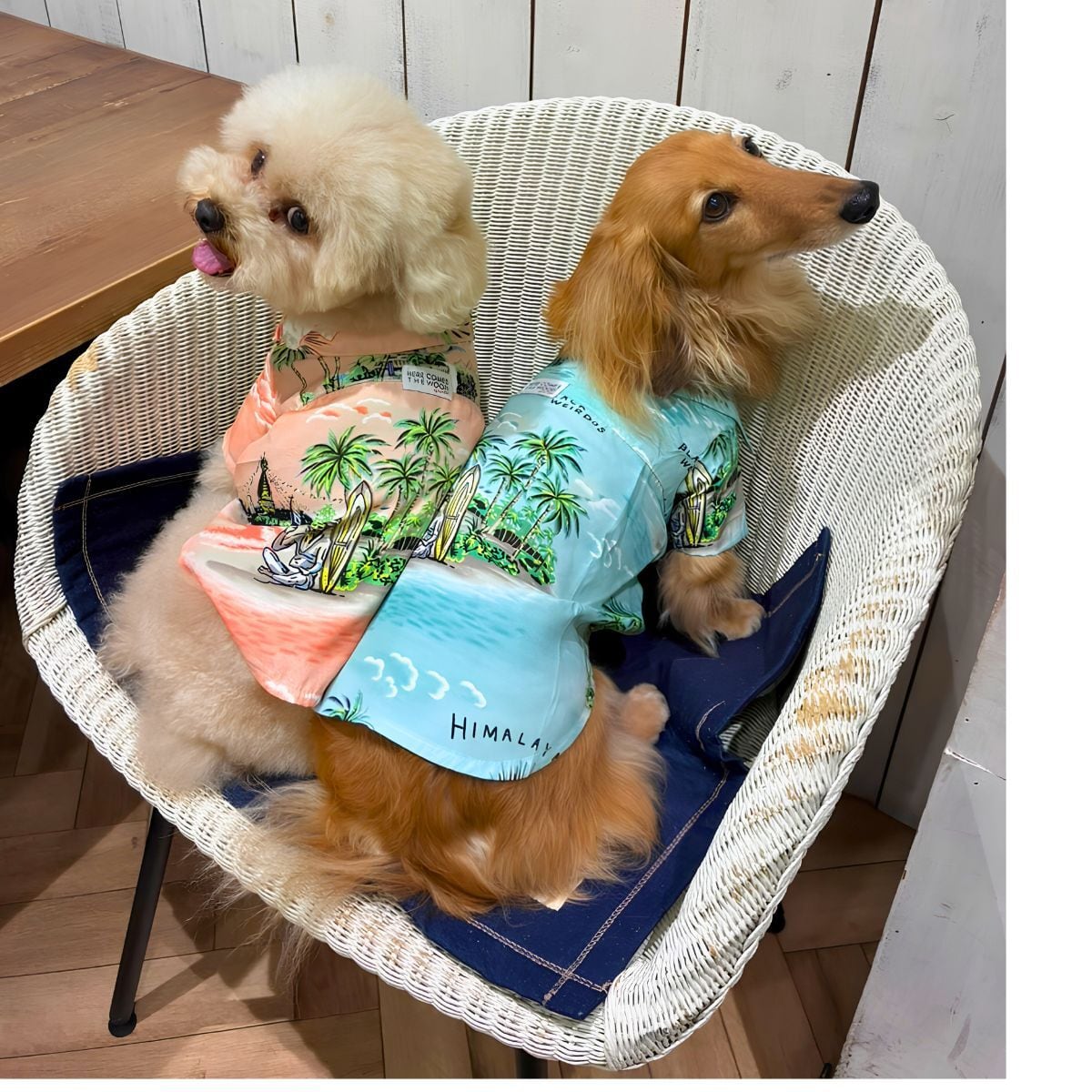 sold out ペットウェア ドッグウェア | HERE COMES THE WOOF!