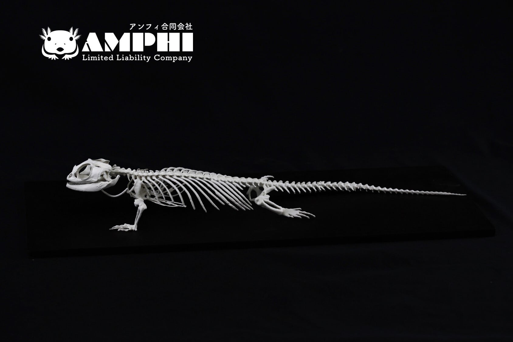 フトアゴヒゲトカゲ 原寸大全身骨格レプリカ bearded dragon