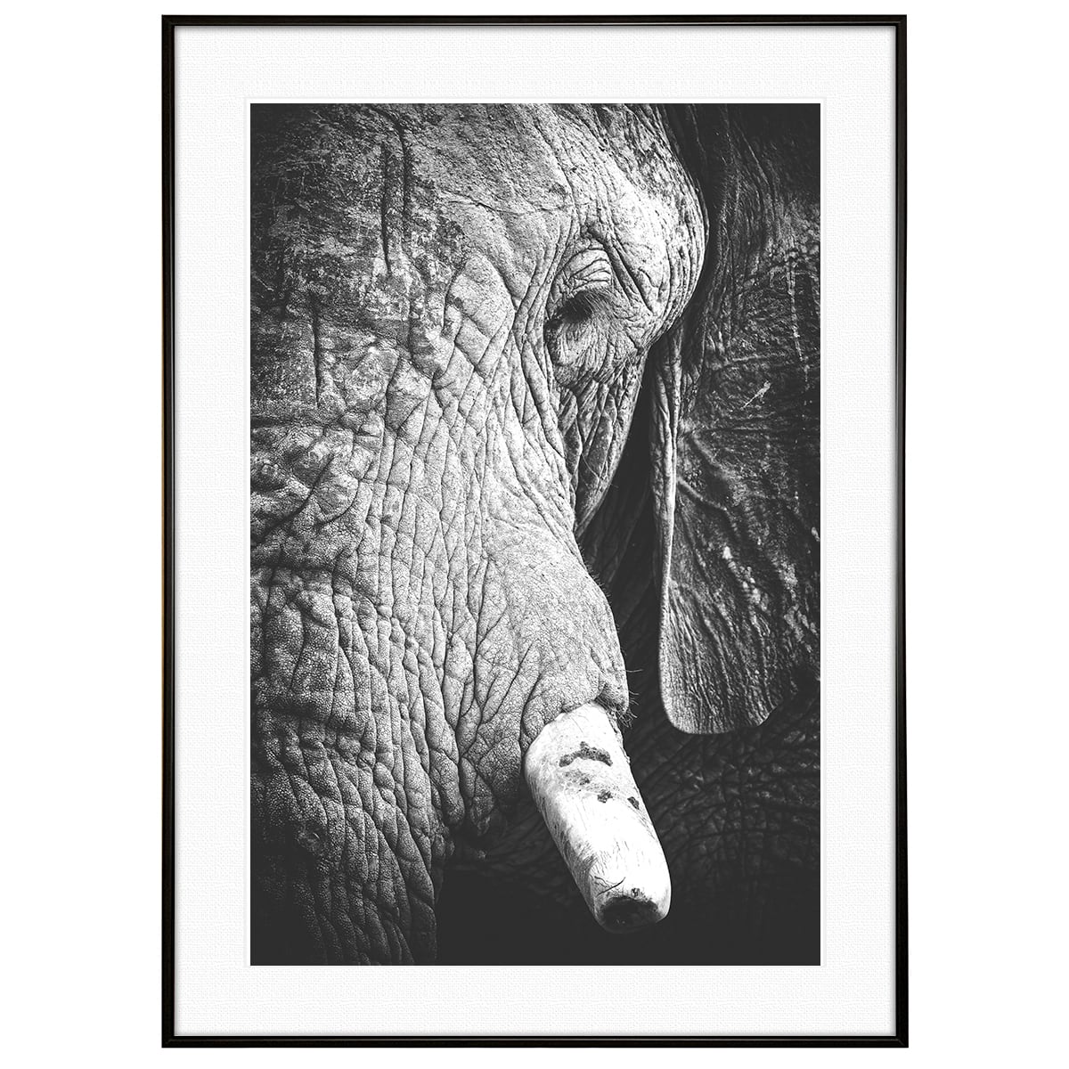 動物写真 象(ゾウ) インテリア モノクロアートポスター額装 AS3109