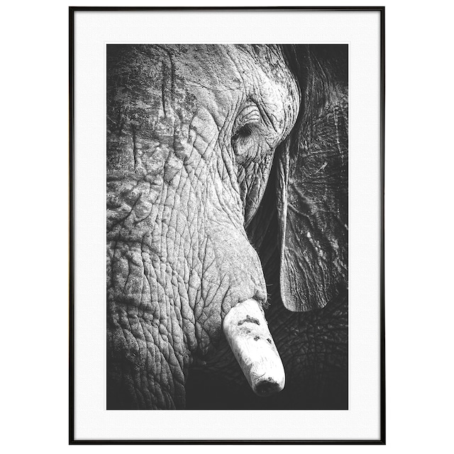 動物写真 象(ゾウ)  インテリア モノクロアートポスター額装 AS3109