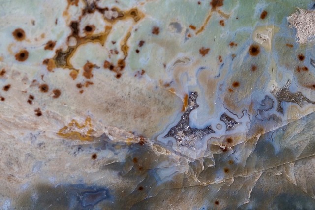 珪化木 Araucarioxylon A