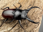 【WD】《ドンキエルコクワ原名亜種 チベット産 53mm ペア》