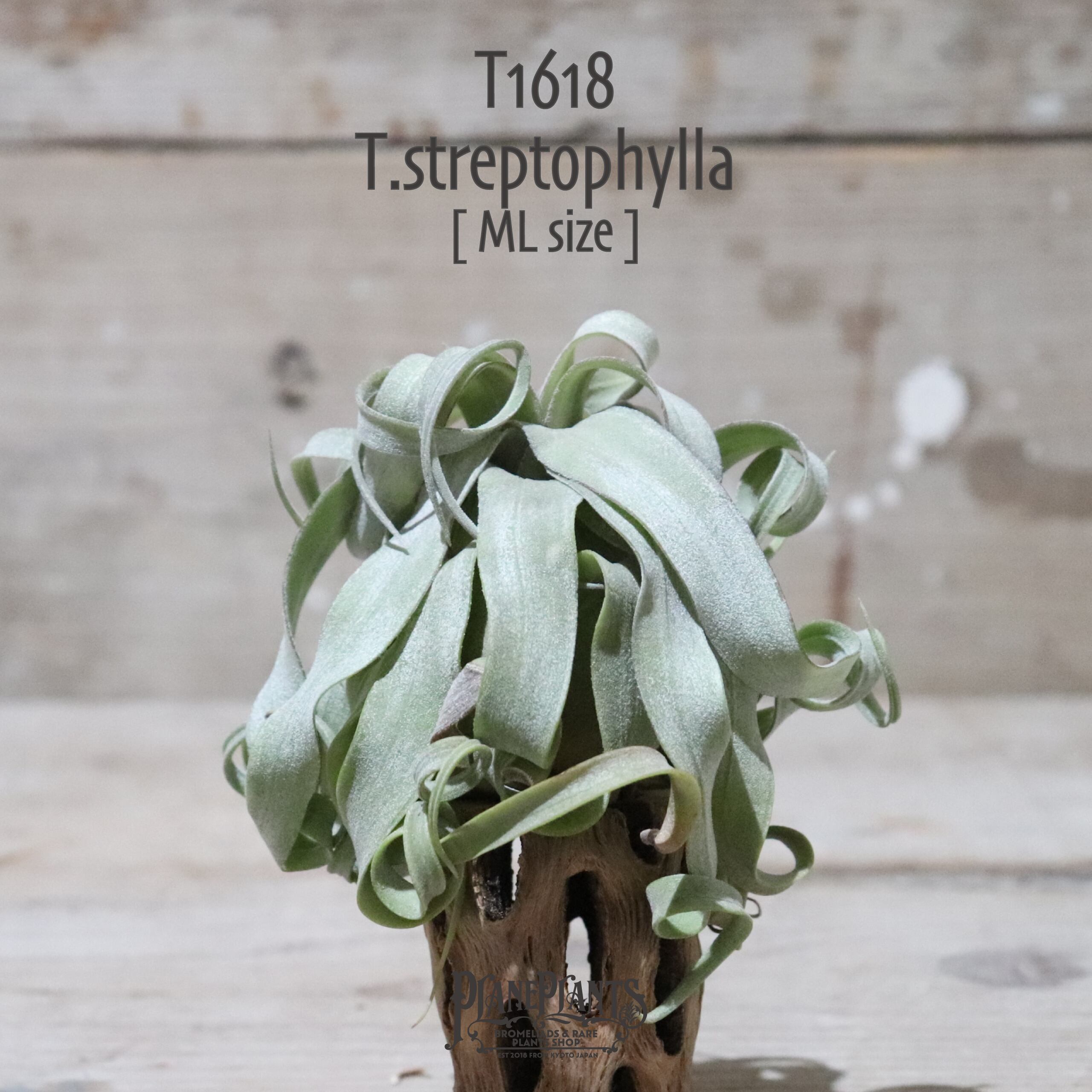 【送料無料】ストレプトフィラ ML〔エアプランツ〕現品発送T1618