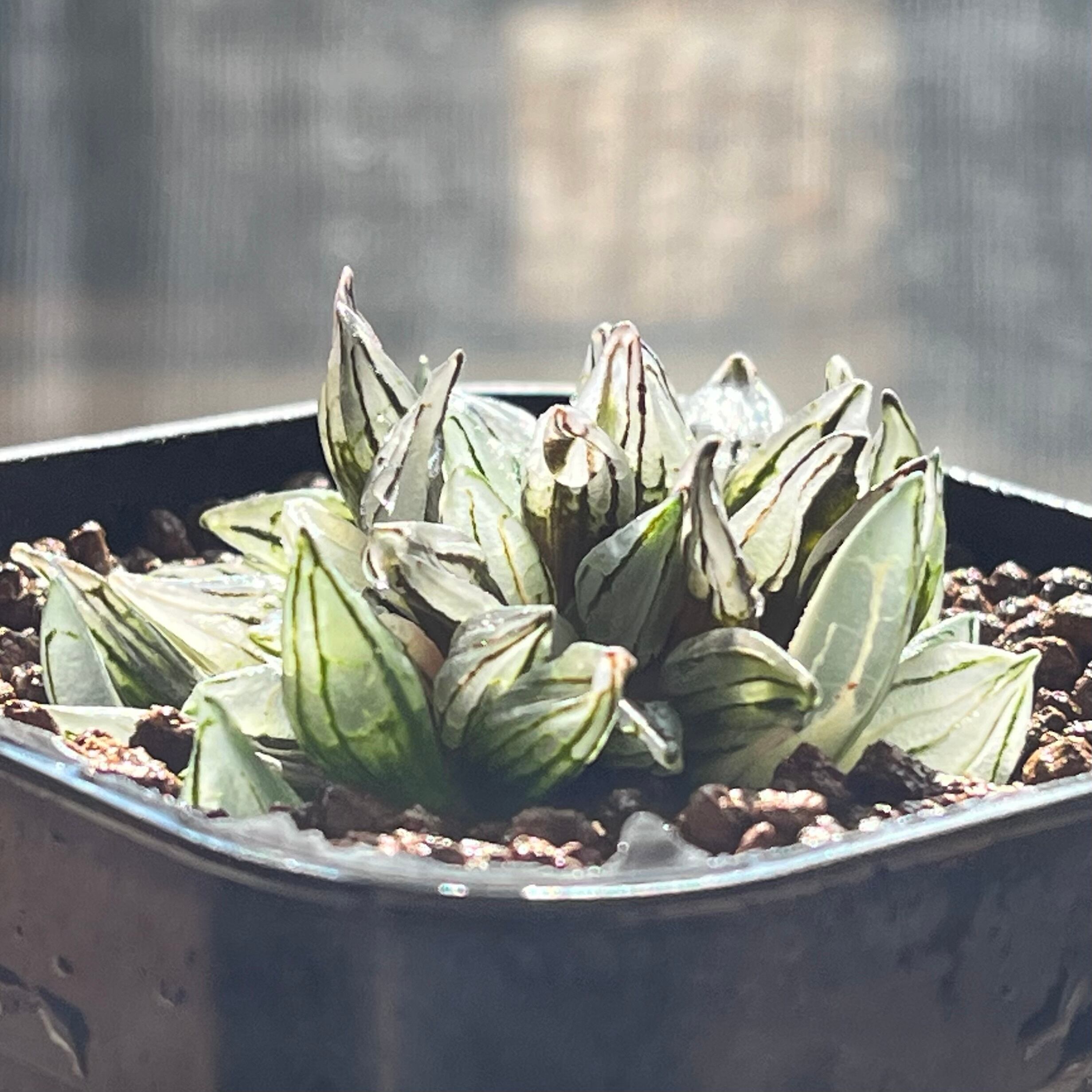 ハオルチア アトロフスカミュータント錦 | mocono_plants