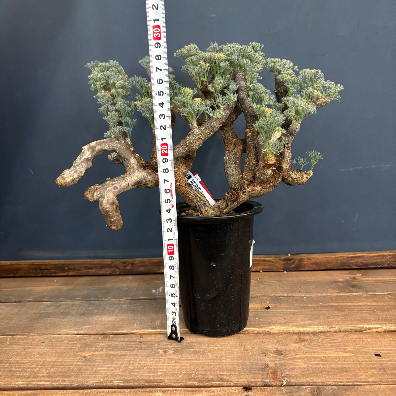 【BASE抽選販売(限定価格)】 サルコカウロン　ムルチフィズム　現地株