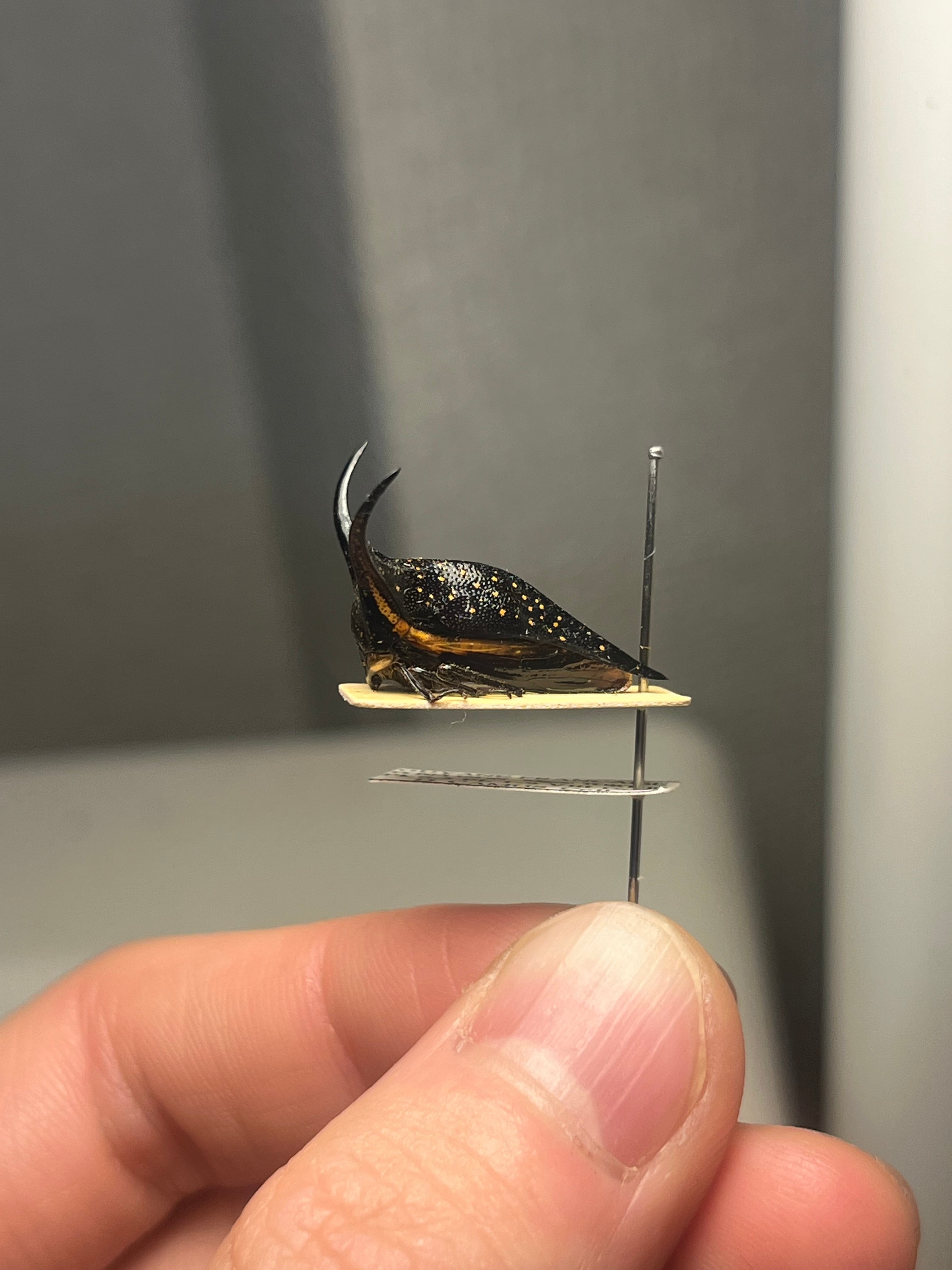 【完璧髑髏】パンダヘルメットツノゼミ ハゴロモ　標本.セミ ホタル 蛍 角蝉最大種】Hemikyptha marginata ツノゼミ セミ ホタル 蛍 タマムシ