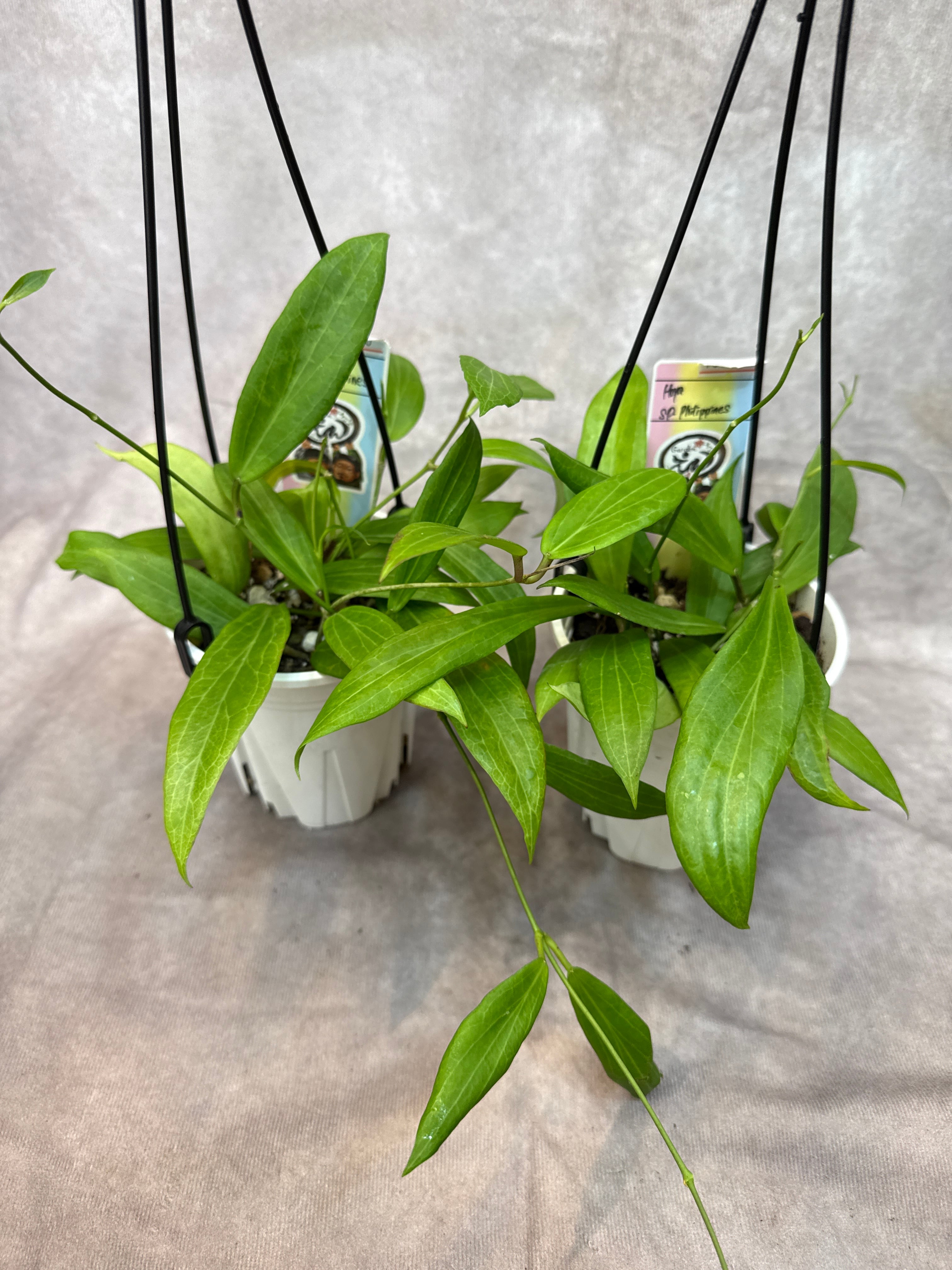 ホヤ オーストラリスリサ | Gardenえん 【観葉熱帯植物】
