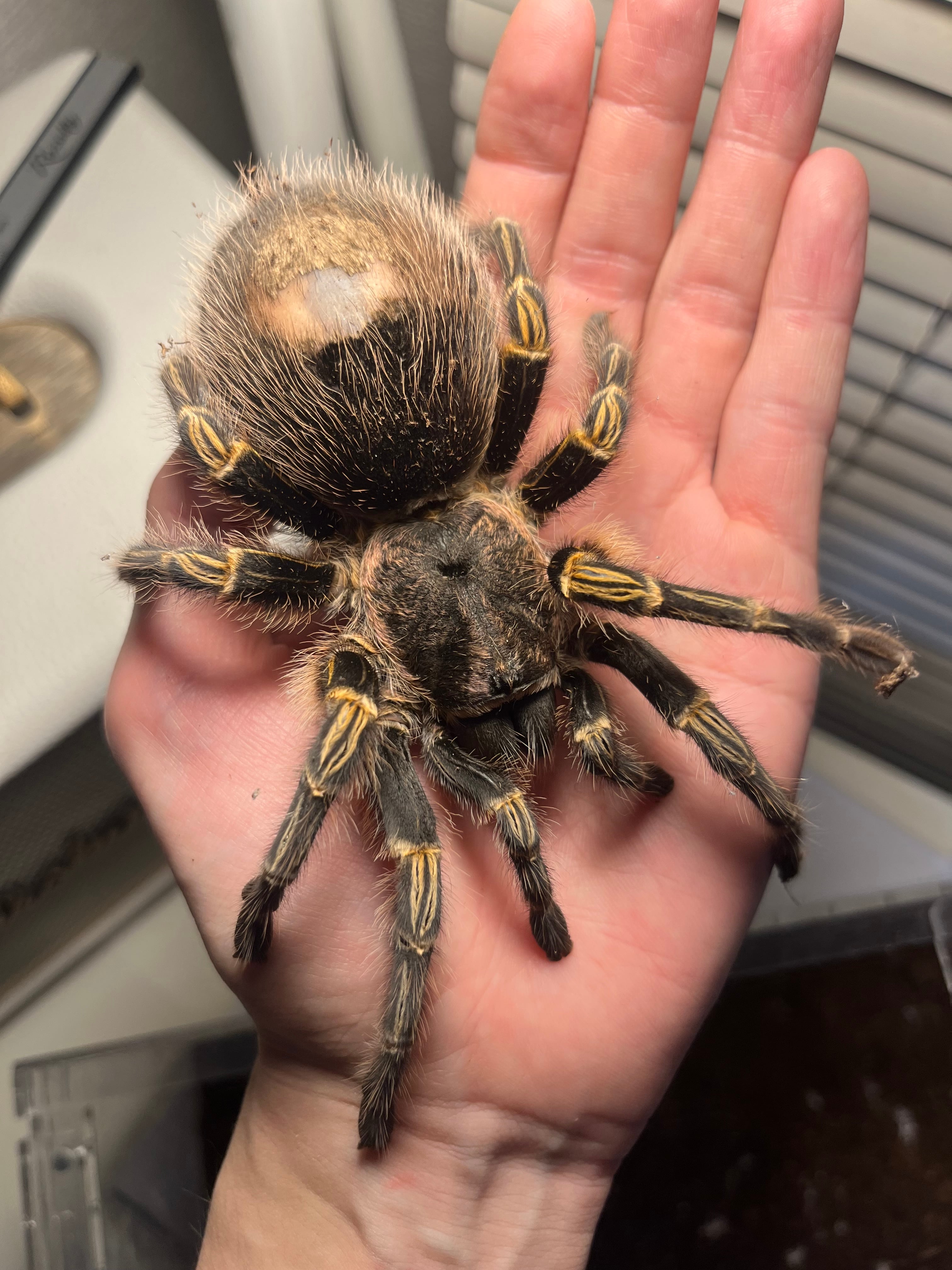 巨大♀】チャコジャイアントゴールデンストライプニータランチュラ