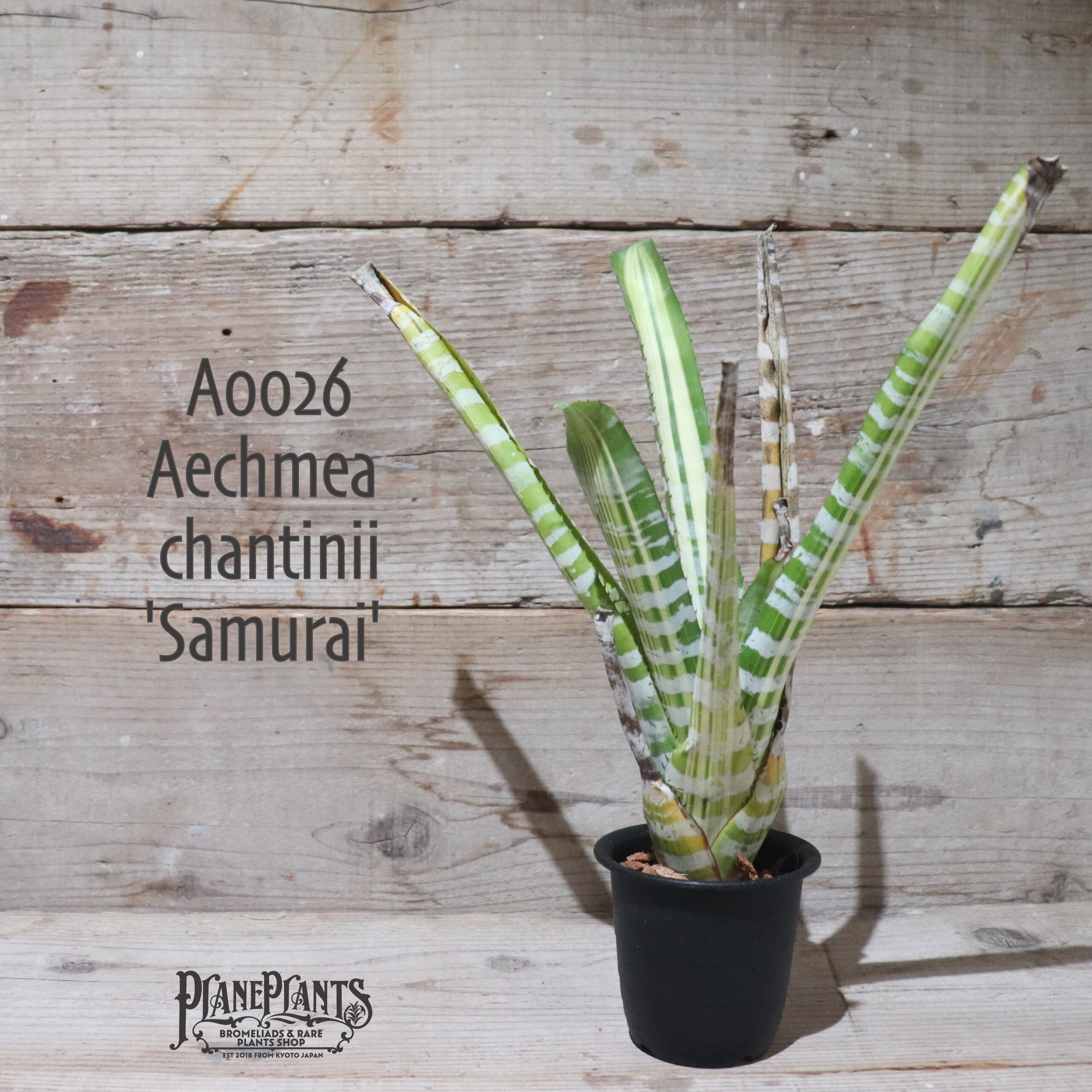 【送料無料】Aechmea 'Samurai' 〔エクメア〕現品発送A0026