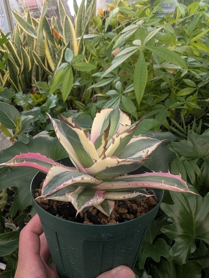 アガベ チタノタ スナグルトゥース ST22 | 多肉植物ハオルチア・アガベ
