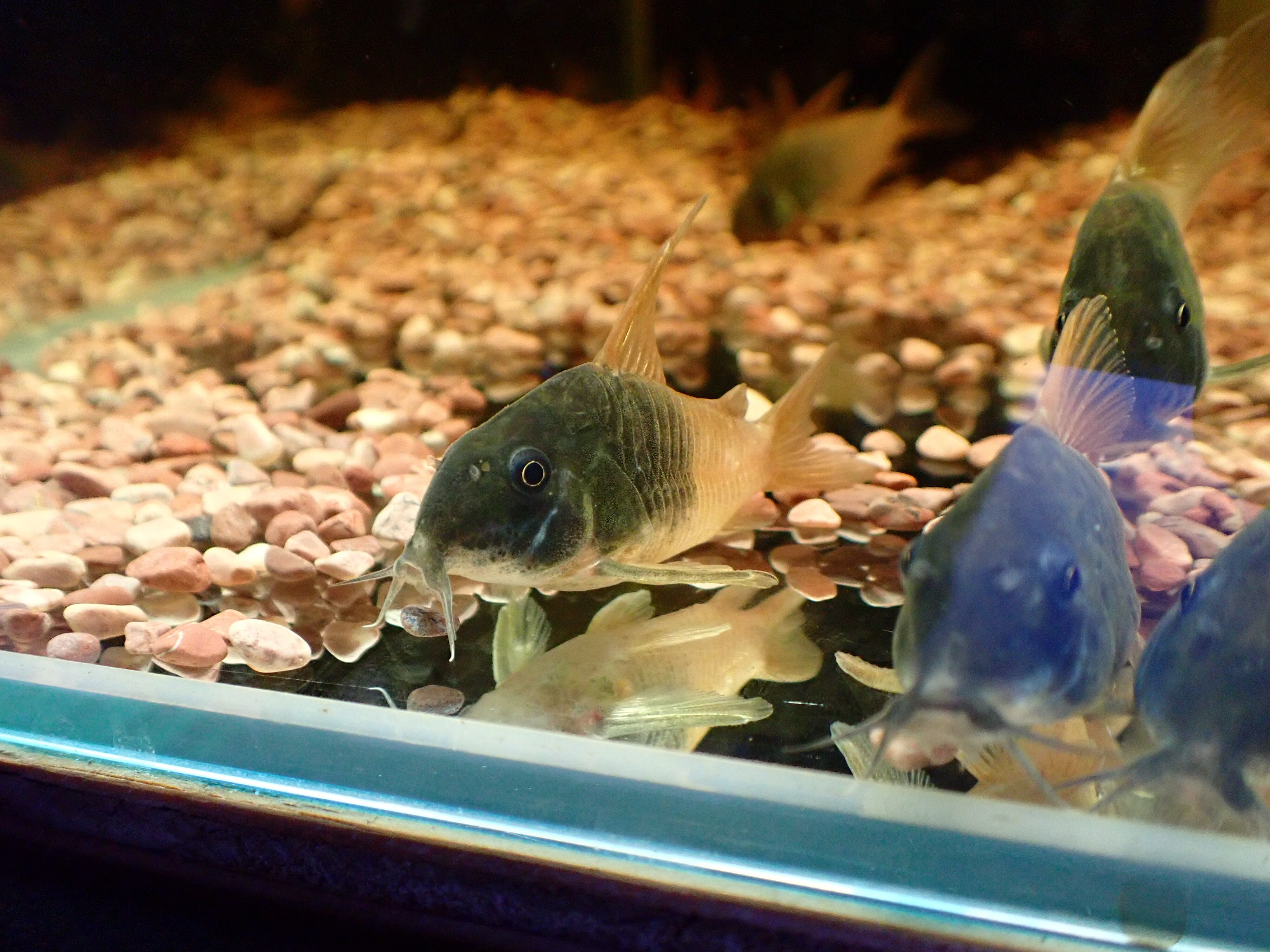 コリドラス ビーコンコロール(コロンビア)