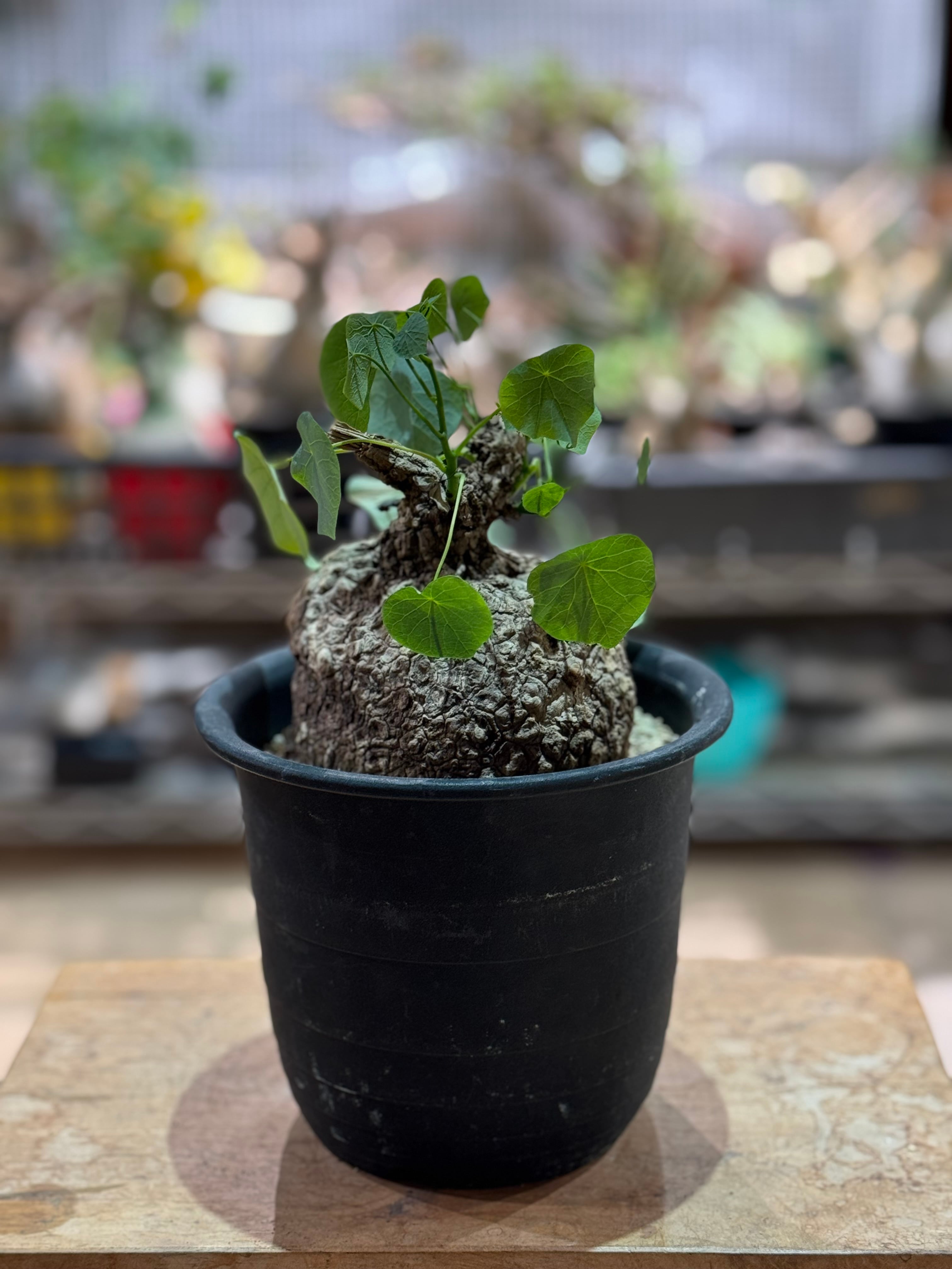 塊根植物 -caudex- | 青坊主-aobouzu-