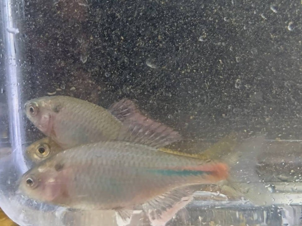 【限定販売】アカヒレタビラ 岩手県産 Wild(天然)成魚 1ペア