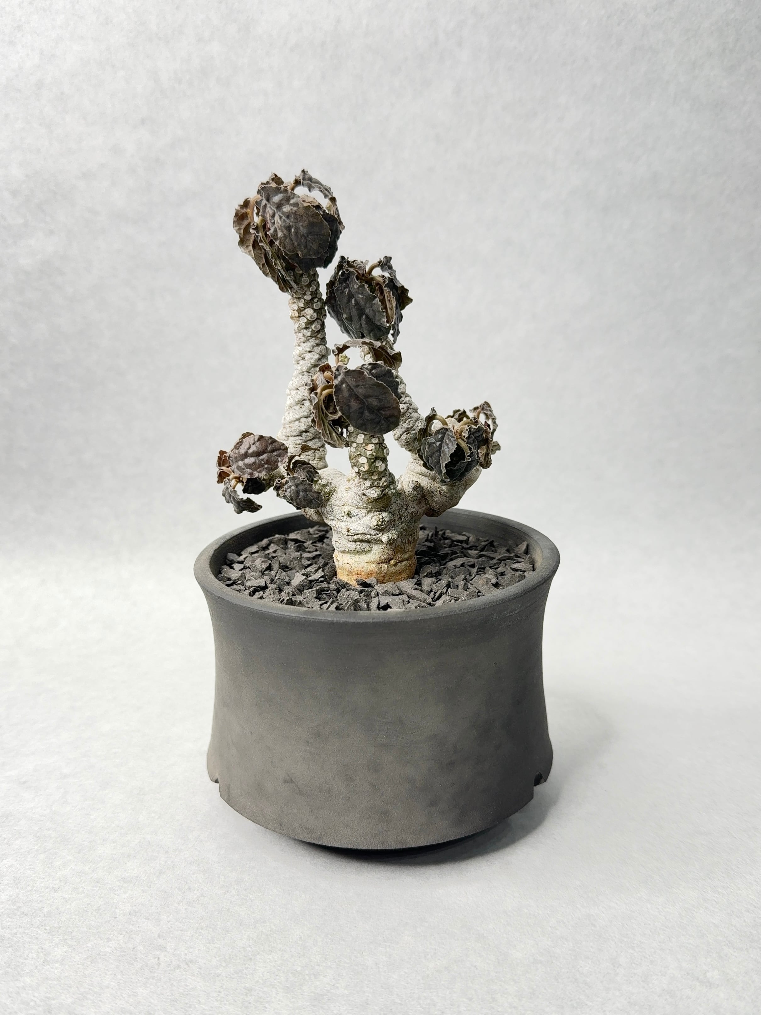 ドルステニア・フォエチダ