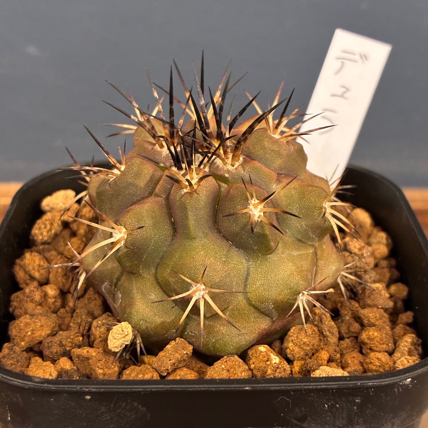 Copiapoa】サボテン コピアポア デュラ 銅羅丸実生【958】 | PROTOLEAF