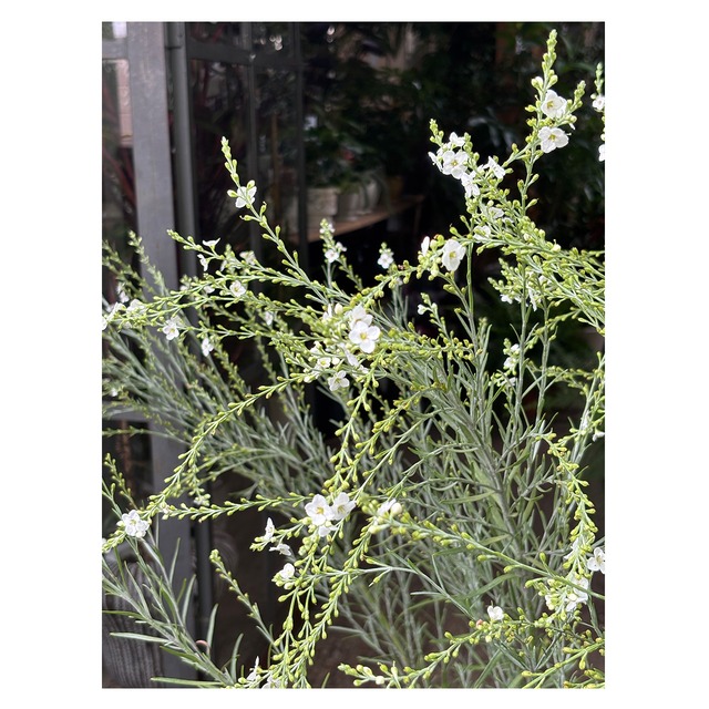 Gomphostigma virgatum