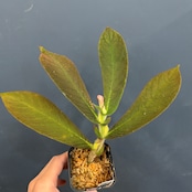 コルムネア eburnea (red type)【257】