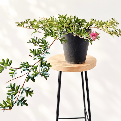 グレビレア ガウディチャウディ 観葉植物 calm cafe