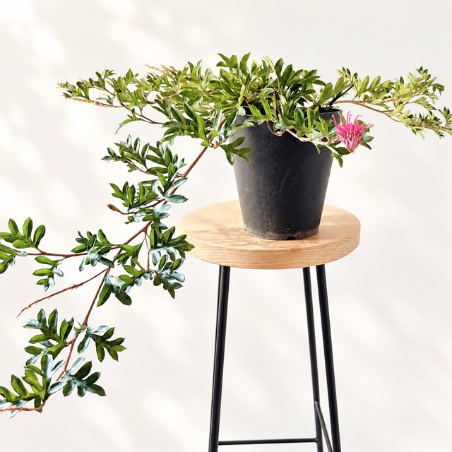 カリステモン ピンクシャンパン｜ブラシの木 観葉植物 calm cafe