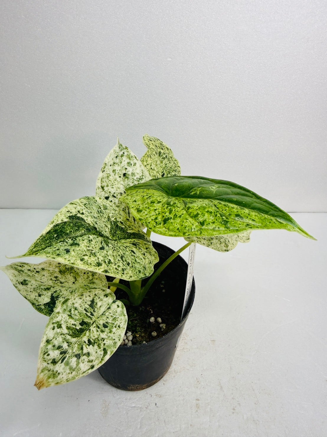 アロカシア・ドラゴンスケールミントバリエガータ 3号 | 観葉植物と