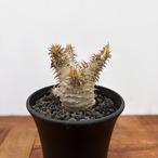 Pachypodium makayense【パキポディウム・マカイエンセ・実生】