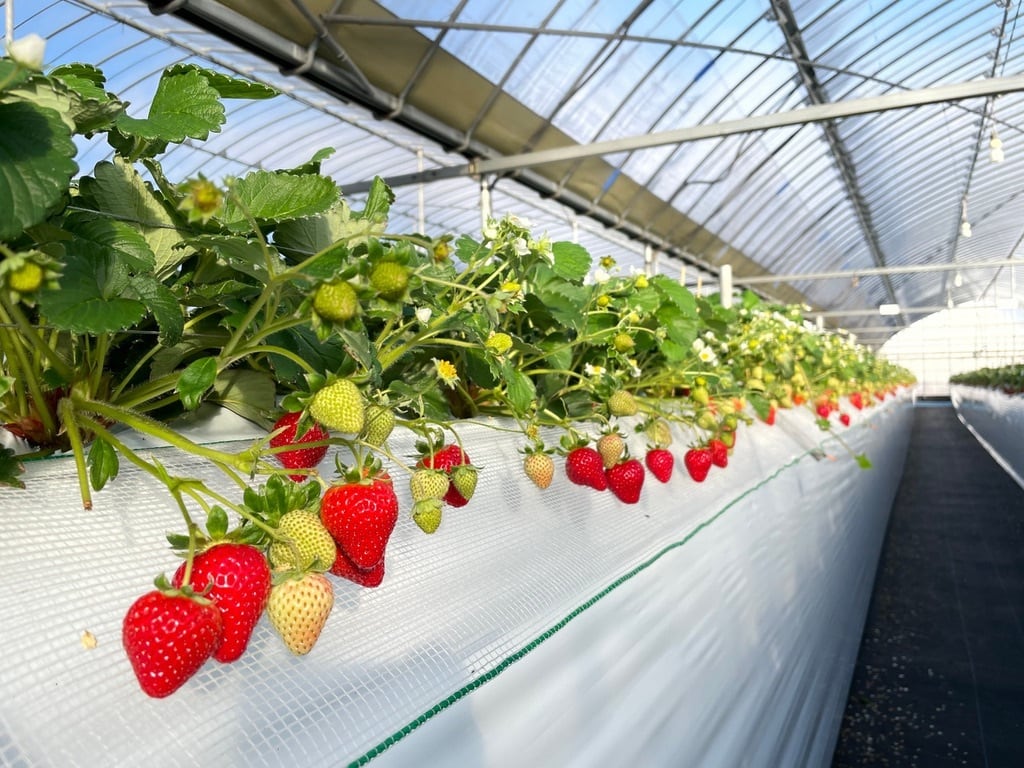 冷凍いちご（あまおう）1.6kg(800gx2袋) お菓子、ジャム作りに最適！
