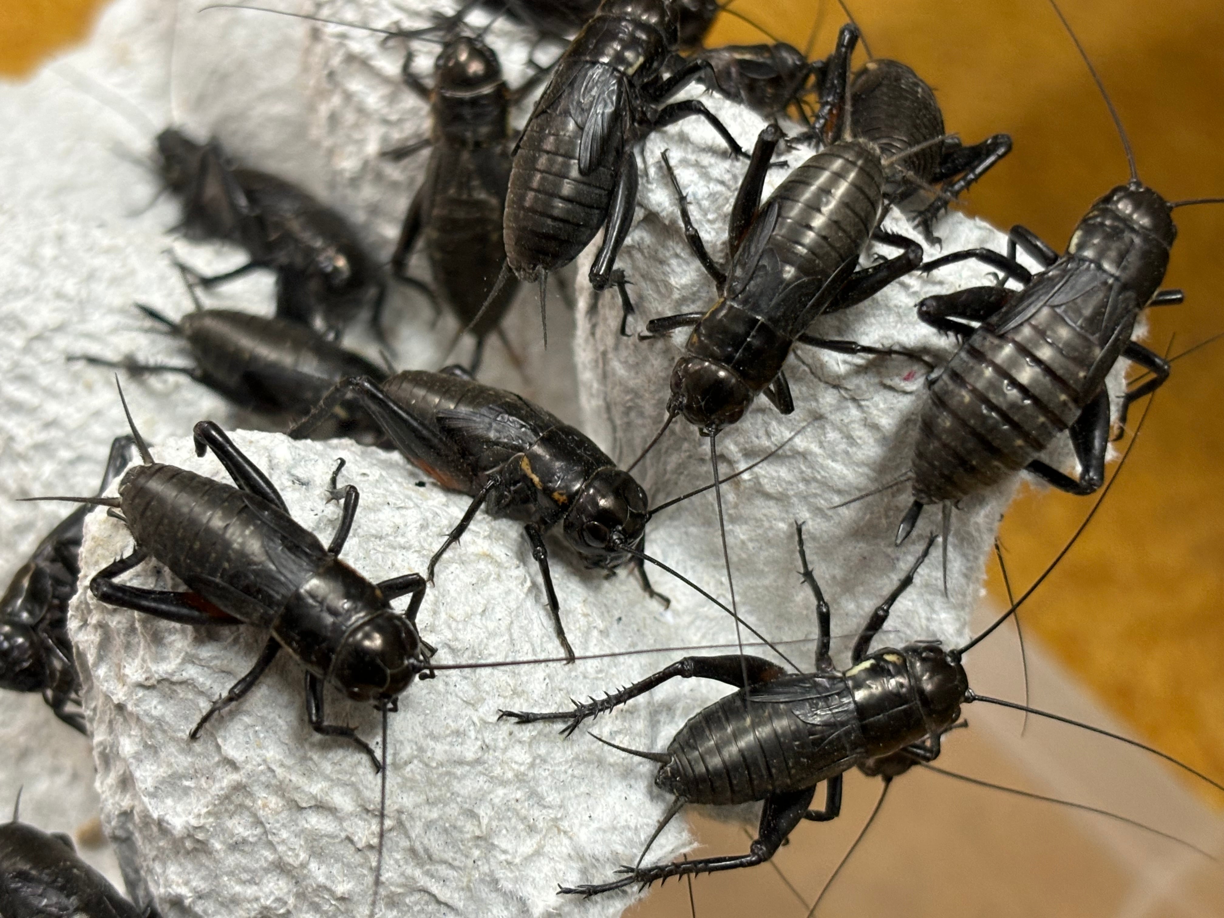 冷凍イエコM約100匹15g冷凍コオロギ | 餌用 コオロギ 通販【ころころ