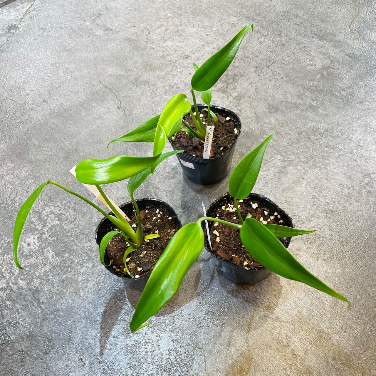 観葉植物 モンステラ バールマルクス フレーム 5号(挿し木) 個体B  