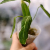 アンスリウム ワロクアーナム / Anthurium Warocqueanum⑳ / 観葉植物<育て方・花言葉>