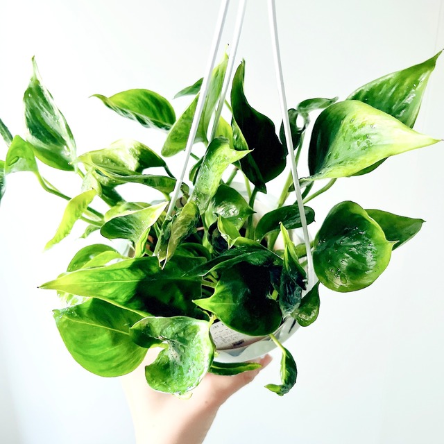 みどりの三角帽子＊ ポトス テルノシャングリラ 観葉植物 calm cafe
