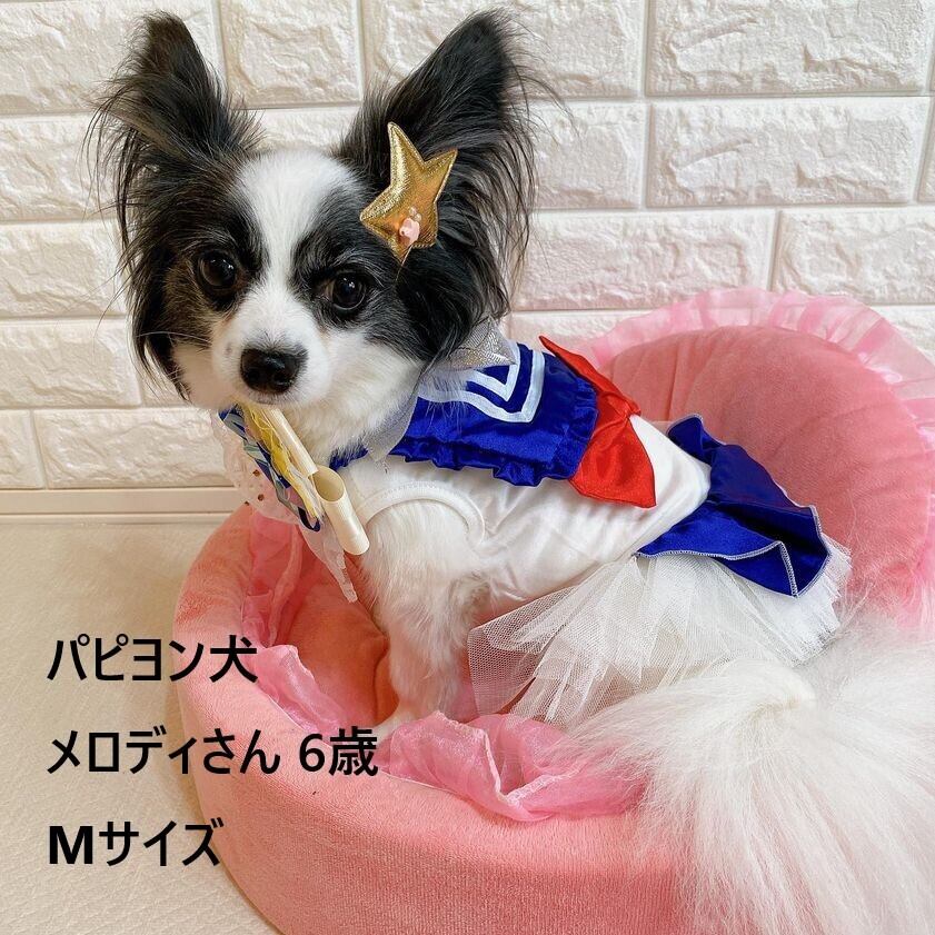 犬服 ファッション 小型犬服専門店 PUTI DOG ペット服 春夏新作