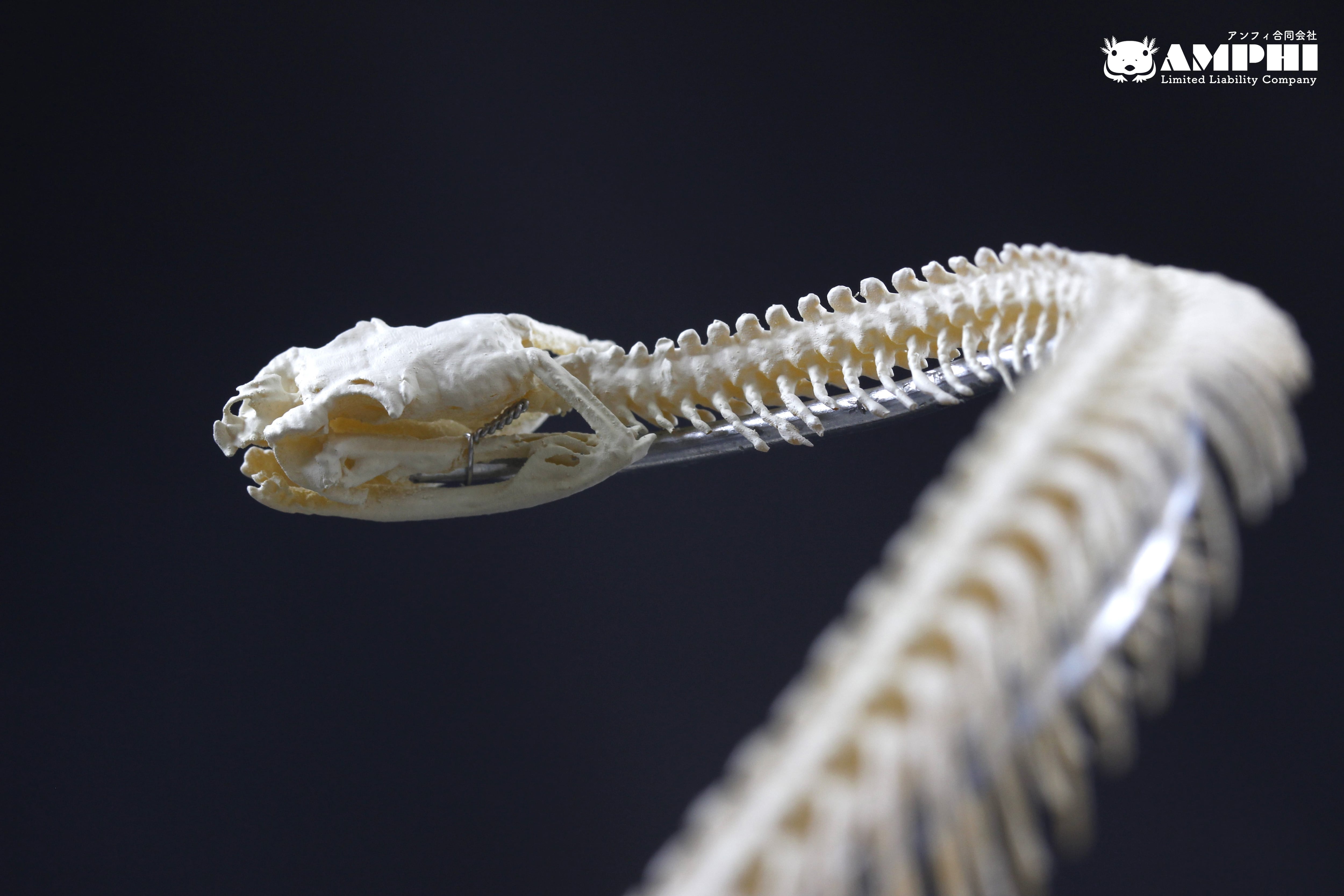 骨格 標本 カブトガニ 殻 三葉虫 国産種 【公式通販】