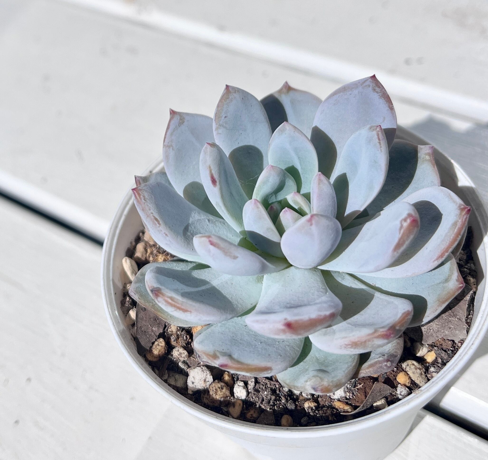 ミセスリチャード錦 | 植物じかん