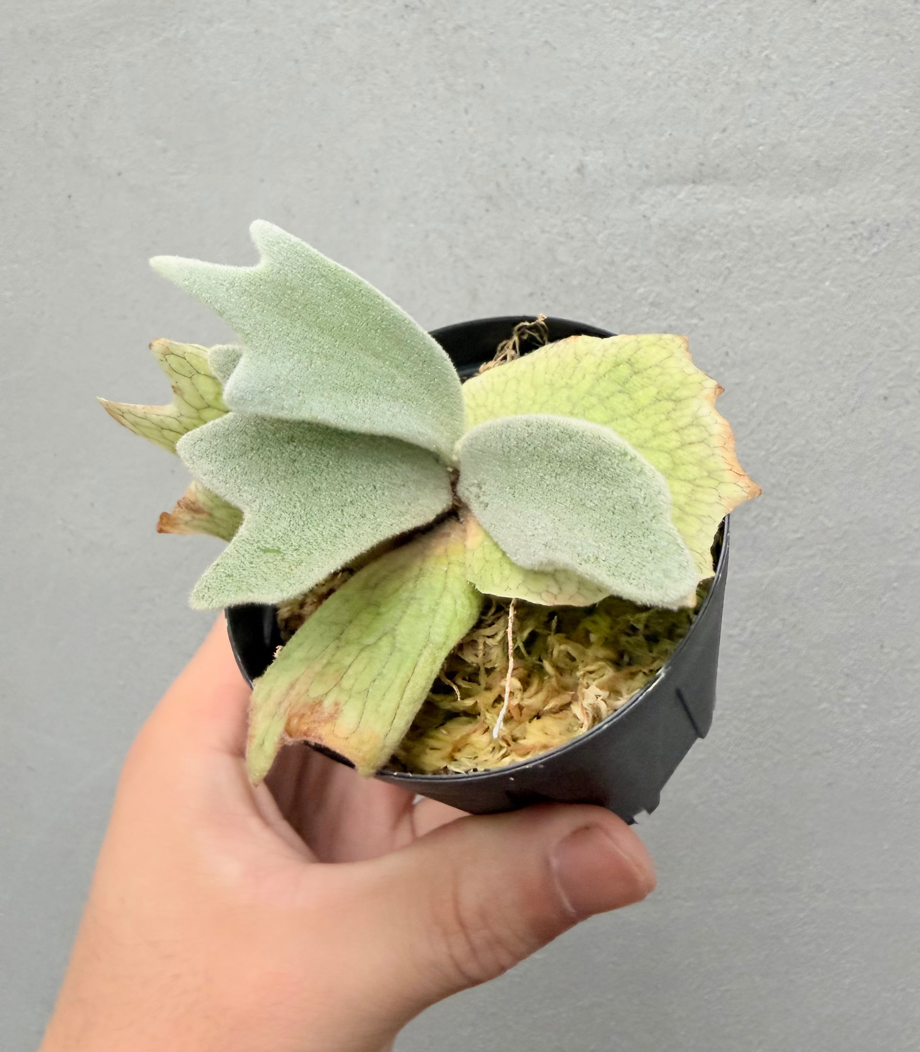Platycerium_ビカクシダ | vandaka plants