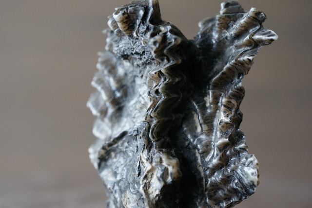 フランス産オイスター化石　Rastellum carinatum 926