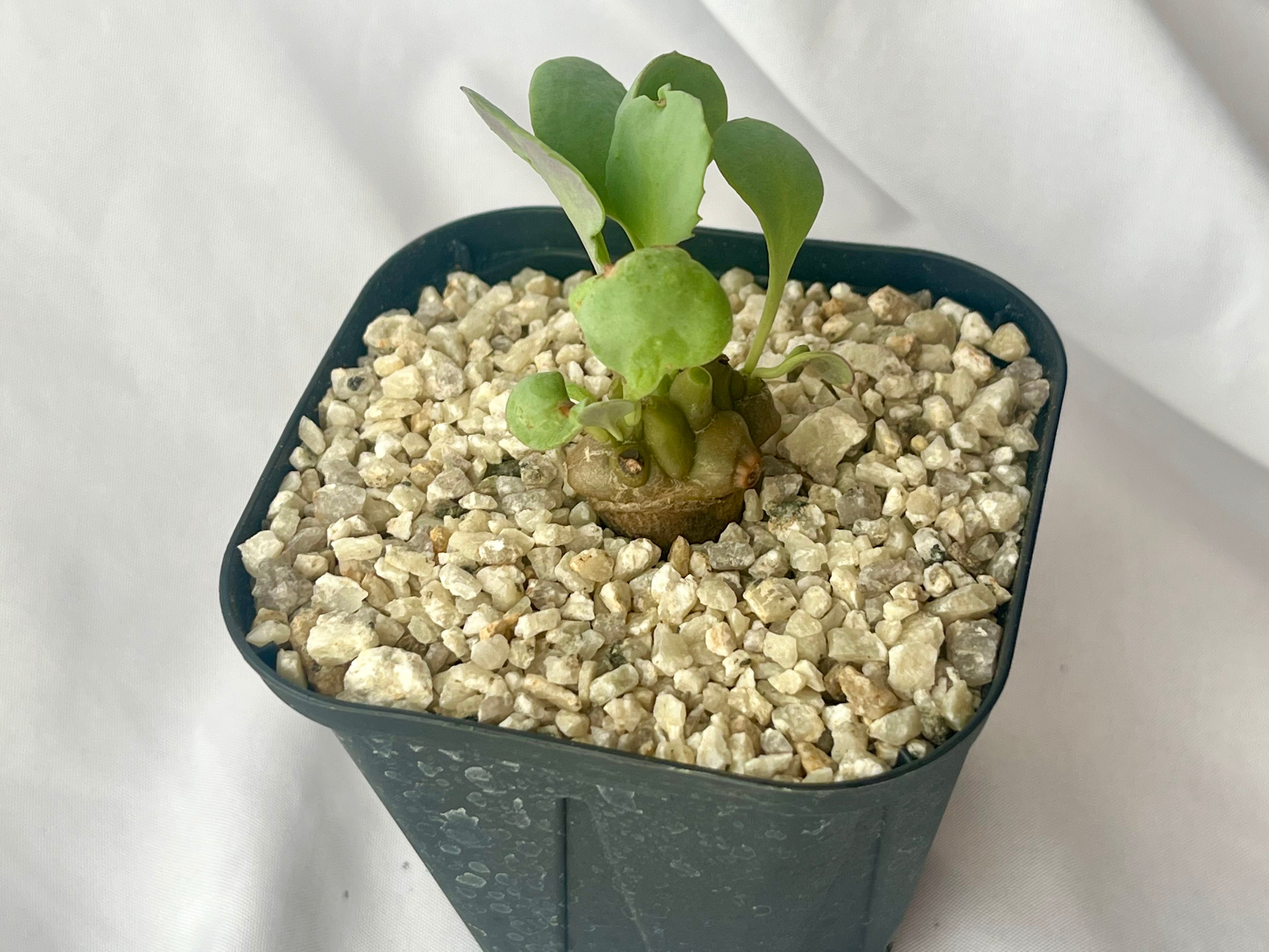 Othonna herrei オトンナ ヘレー 蛮鬼塔 塊根植物 | plants MARU